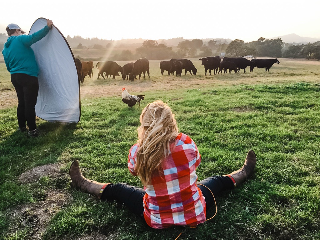 Dawn Heumann seated in a pasture photographing cattle and a rooster while an assistant angles a reflector