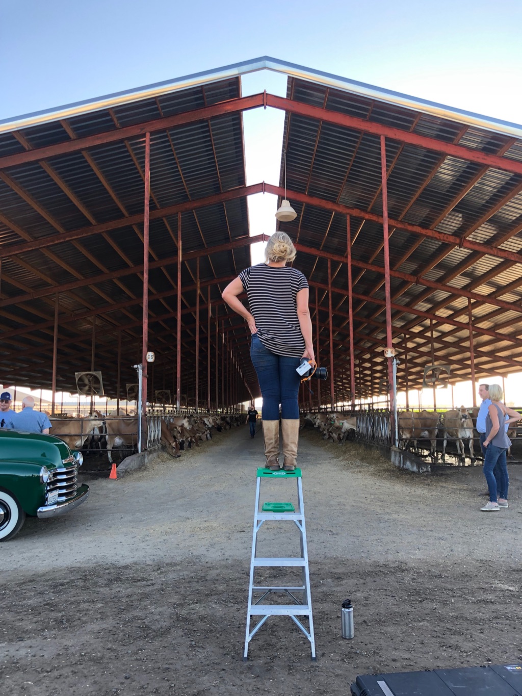 Dawn Heumann on a step ladder in a working dairy barn beside a vintage green pickup