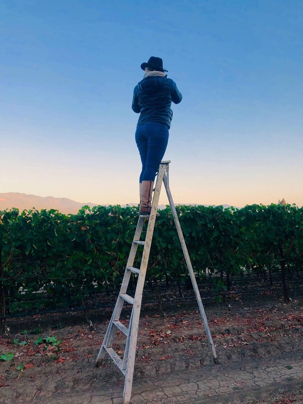Dawn on a ladder above the vine rows at dusk, photographing over the canopy
