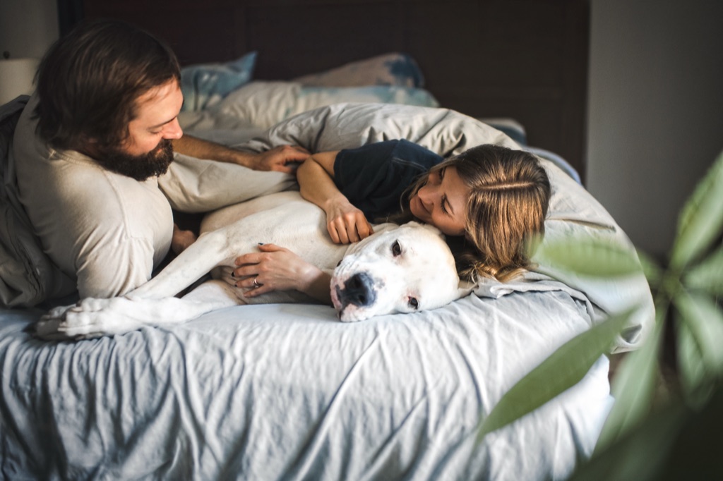 Couple cuddling a big white dog on the bed in morning light