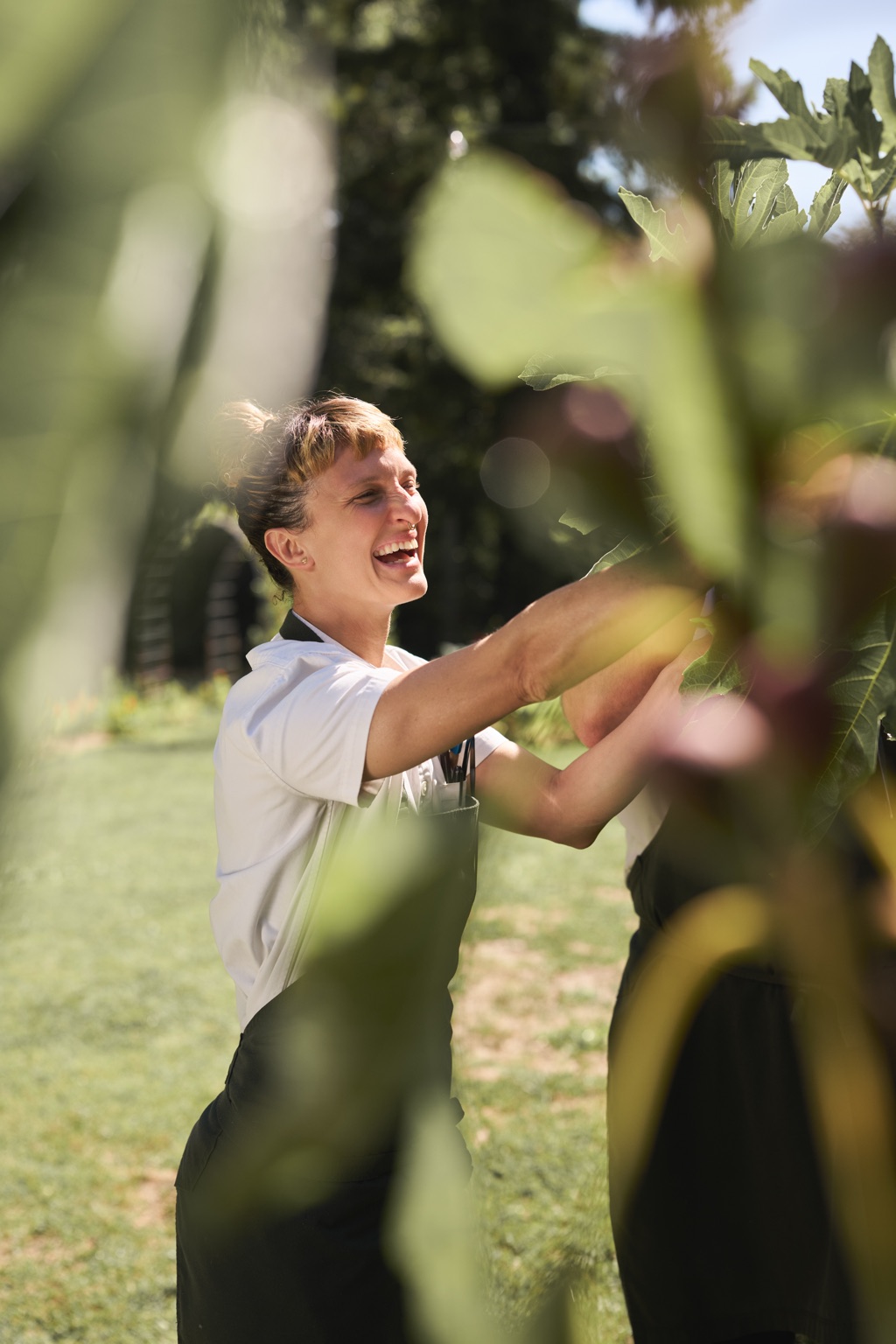 Laughing gardener in an apron picking figs at a Sonoma County ranch