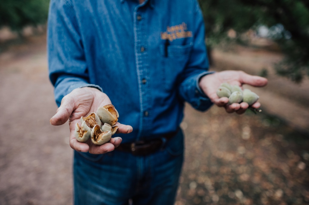Farmer in a denim shirt holding split dried almonds in one hand and green hulls in the other