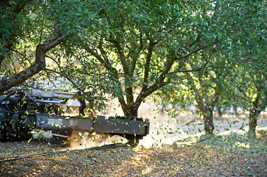 Almond shaker at work in the orchard, leaves and almonds raining down through the canopy