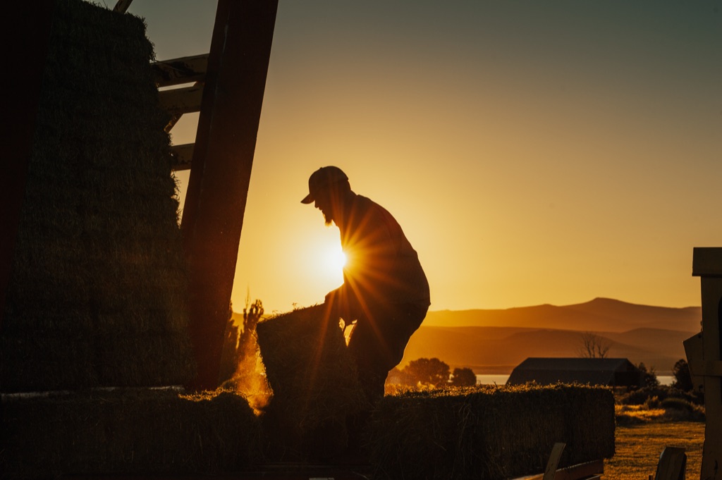 Silhouette of a man bucking hay bales on a trailer at sunset, sun star at his chest