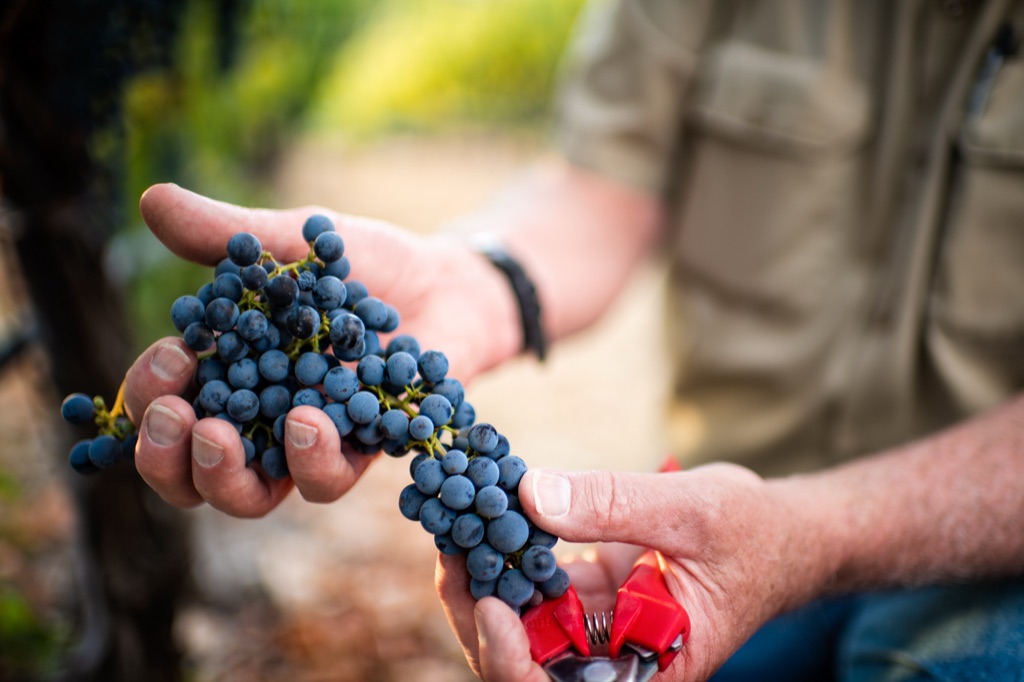 Hands holding freshly cut cabernet grape clusters and red pruning shears in the vine row