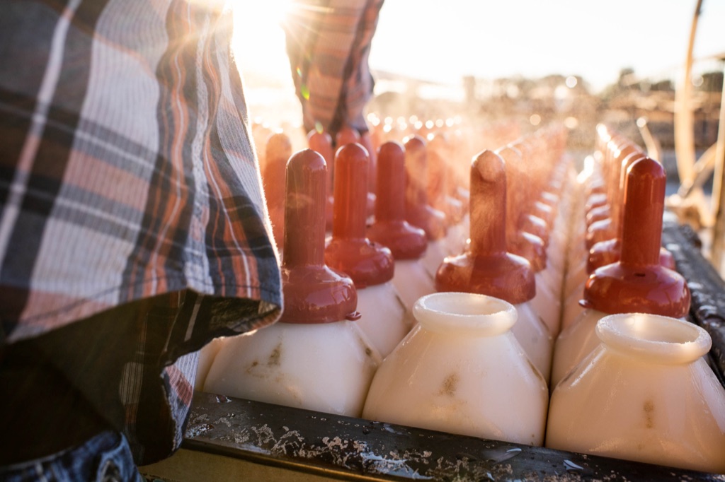 Rows of steaming calf bottles with red nipples at sunrise on a dairy