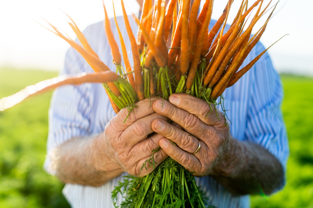 Farmer holding a backlit bunch of freshly pulled carrots in a green field