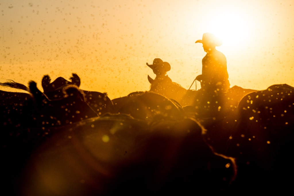 Golden silhouette of two cowboys on horseback moving cattle at sunset, dust sparkling in the backlight