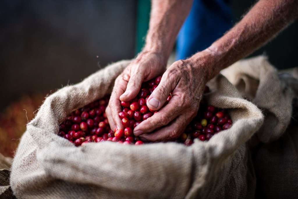 Farmer's hands cradling ripe red coffee cherries over a burlap sack
