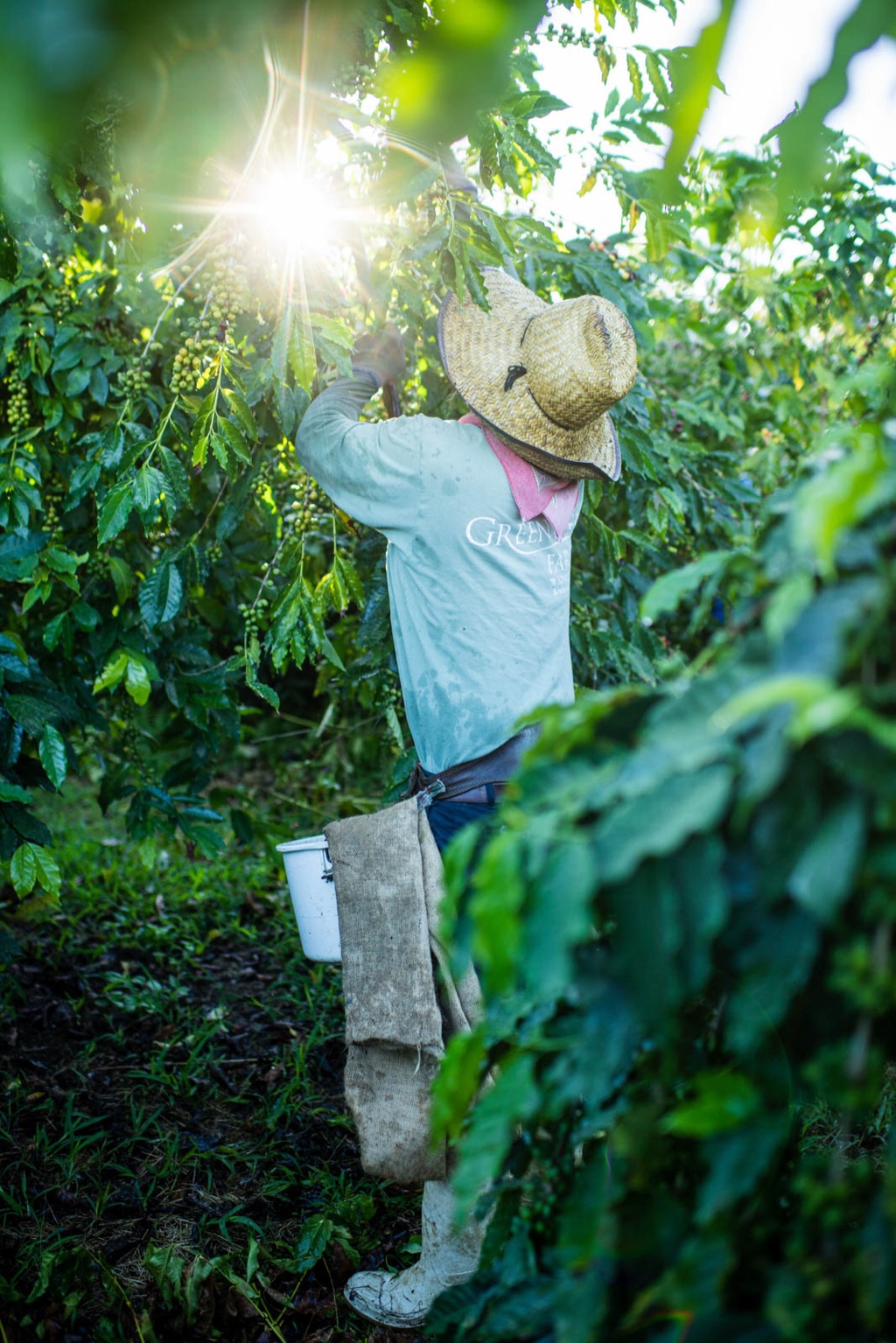 Coffee picker in a straw hat harvesting cherries as the sun stars through the canopy