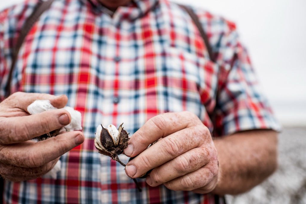 Farmer's hands splitting open a cotton boll to show the fiber inside
