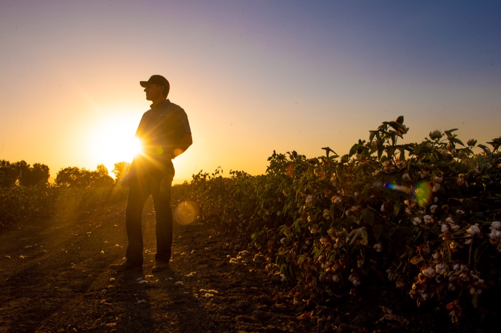 Silhouette of a farmer in a ball cap beside a cotton field at sunset, sun star through his arm