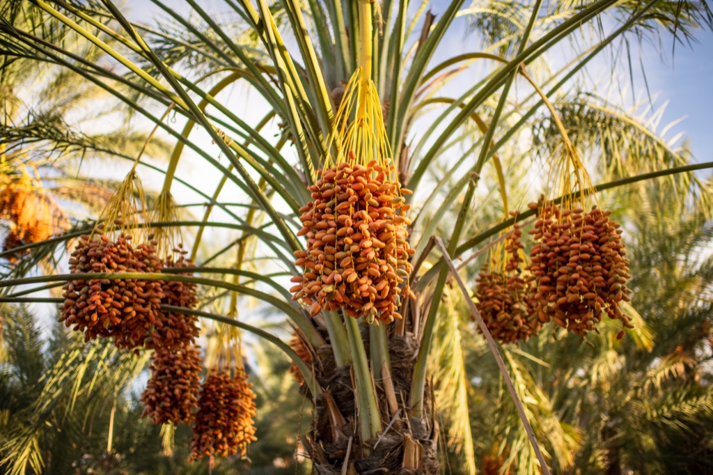 Ripening orange date clusters hanging in the crown of a date palm