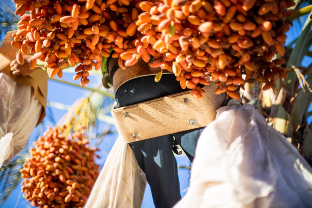 Low angle of loaded orange date clusters above a picker's harvest rig on the palm trunk