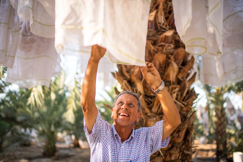 Date grower smiling as he reaches up into cloth covered date bunches on the palm