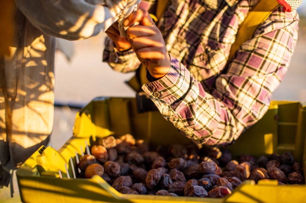Worker in plaid untying a mesh bag over a harvest bin of dates at golden hour
