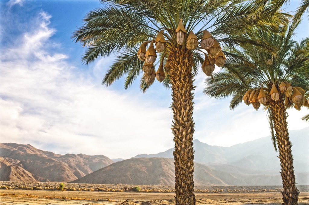 Date palms with bagged fruit clusters against desert mountains in the Coachella Valley