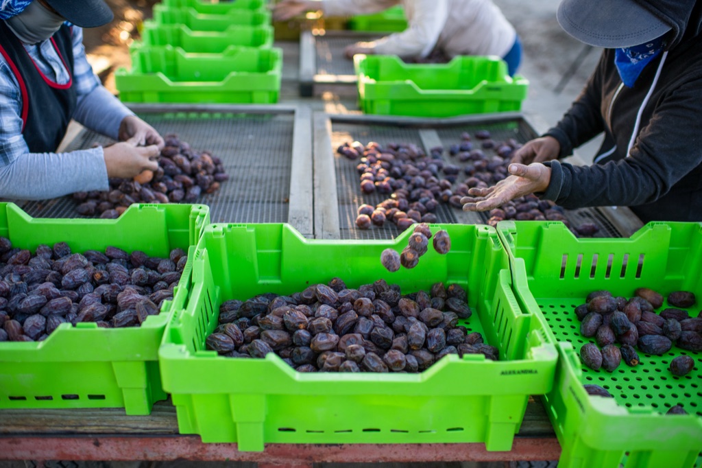 Crew sorting and grading medjool dates over screens into bright green crates
