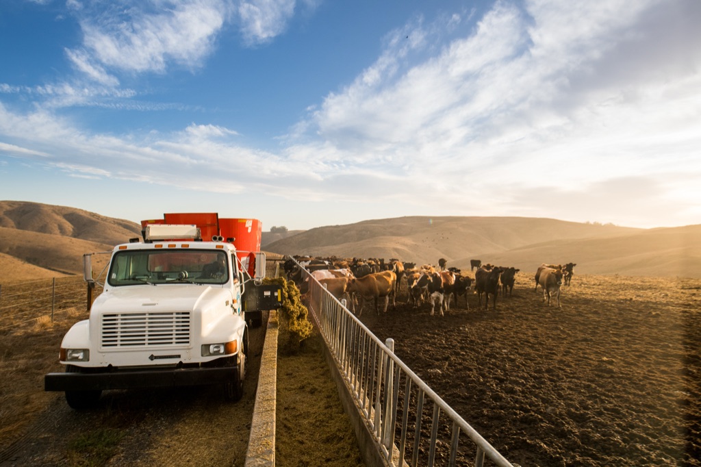 Feed truck delivering silage along the feed bunk as dairy cattle line up, golden hills behind