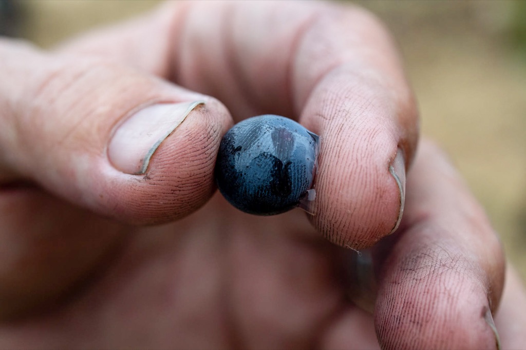 Grower's fingertips pinching a single ripe wine grape berry