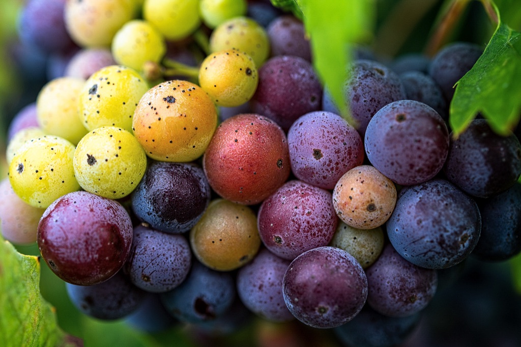 Closeup of a wine grape cluster in veraison, berries turning from green to purple