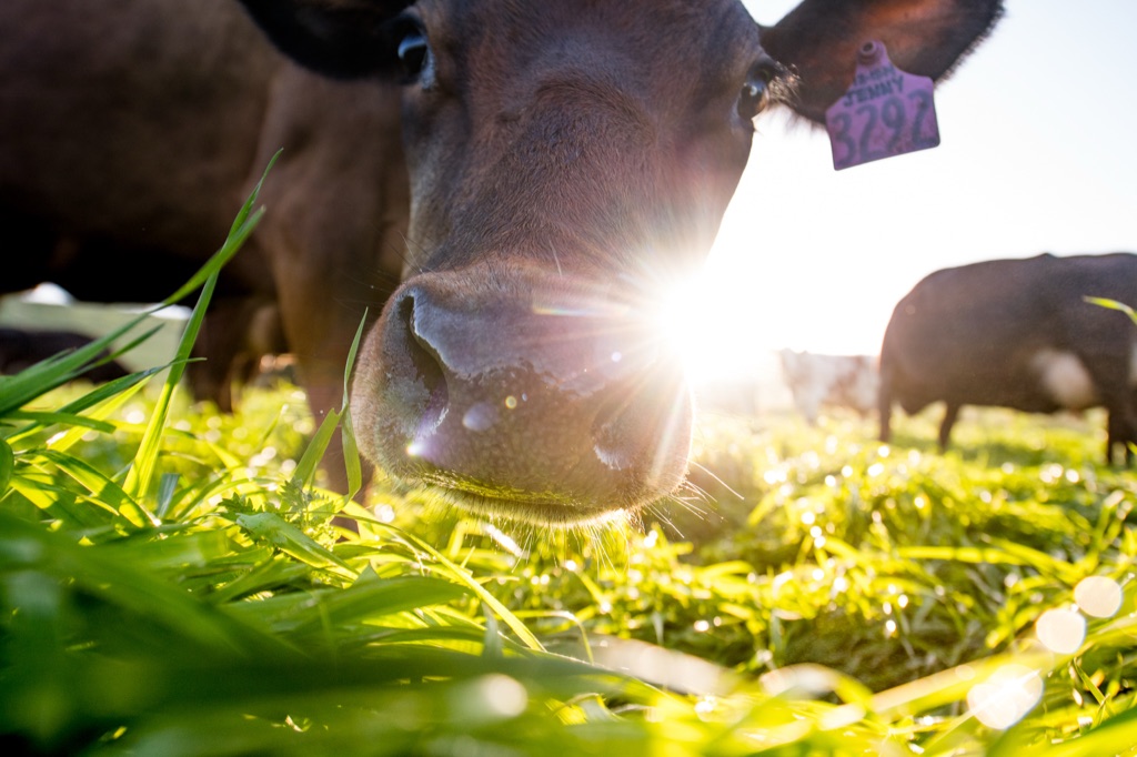 Closeup of a dairy cow grazing dewy grass with a sun star at her muzzle