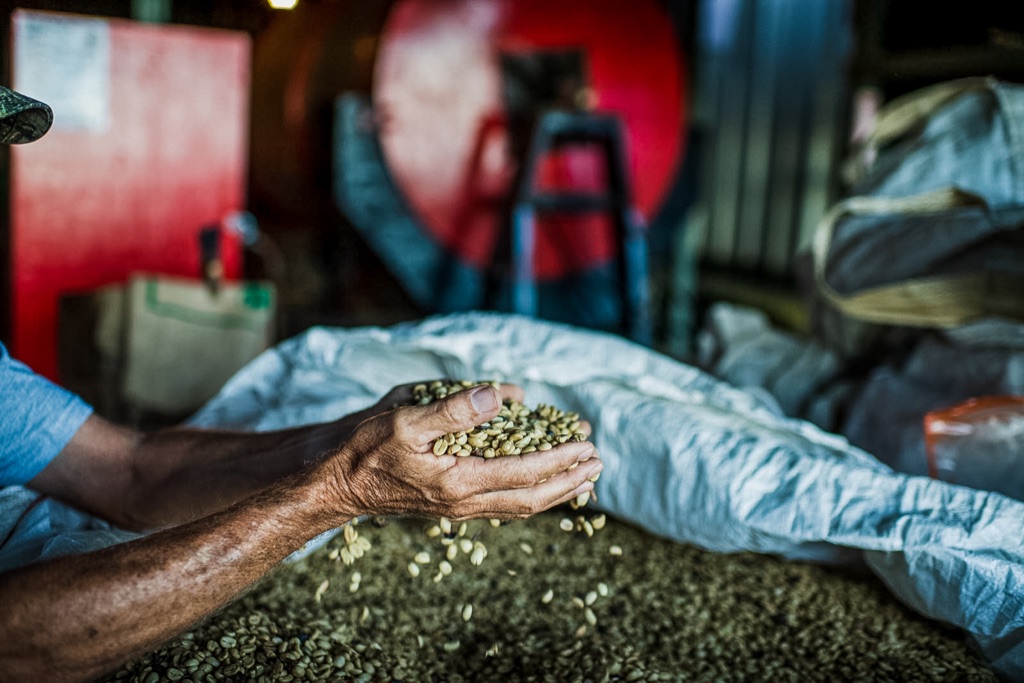 Hands cupping green coffee beans over a full sack at the mill