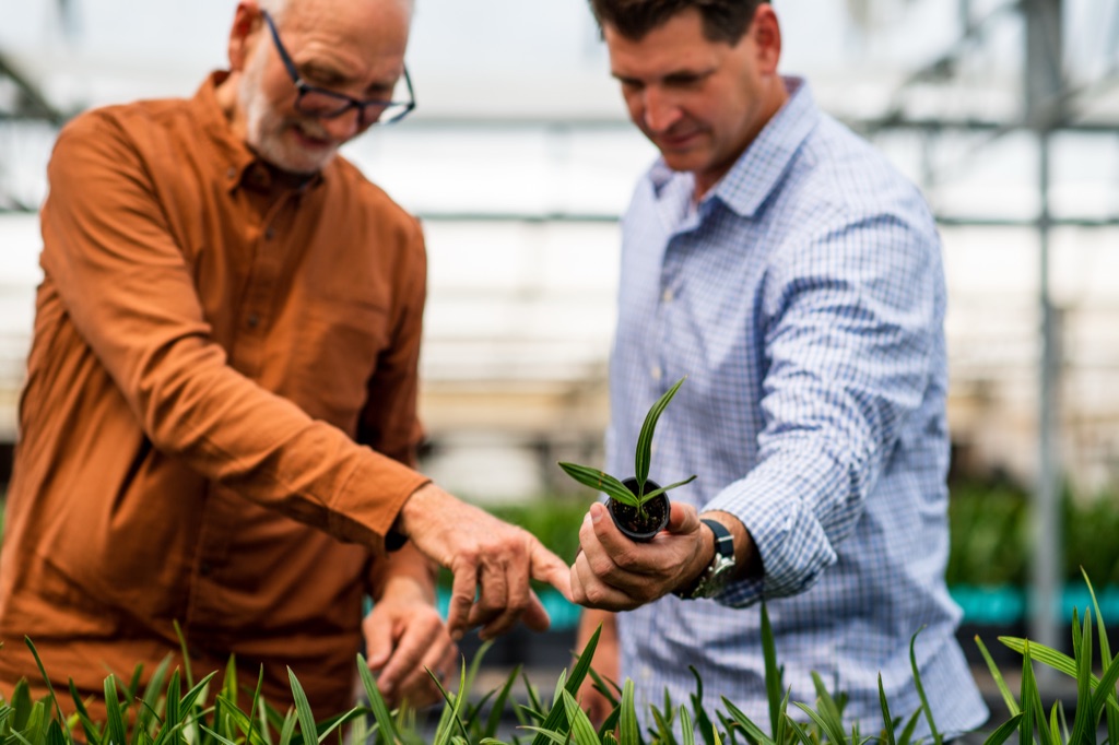 Two men in a greenhouse examining a potted palm seedling