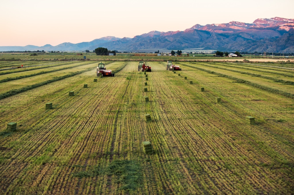 Three tractors baling hay across a green windrowed field below a pink lit mountain range