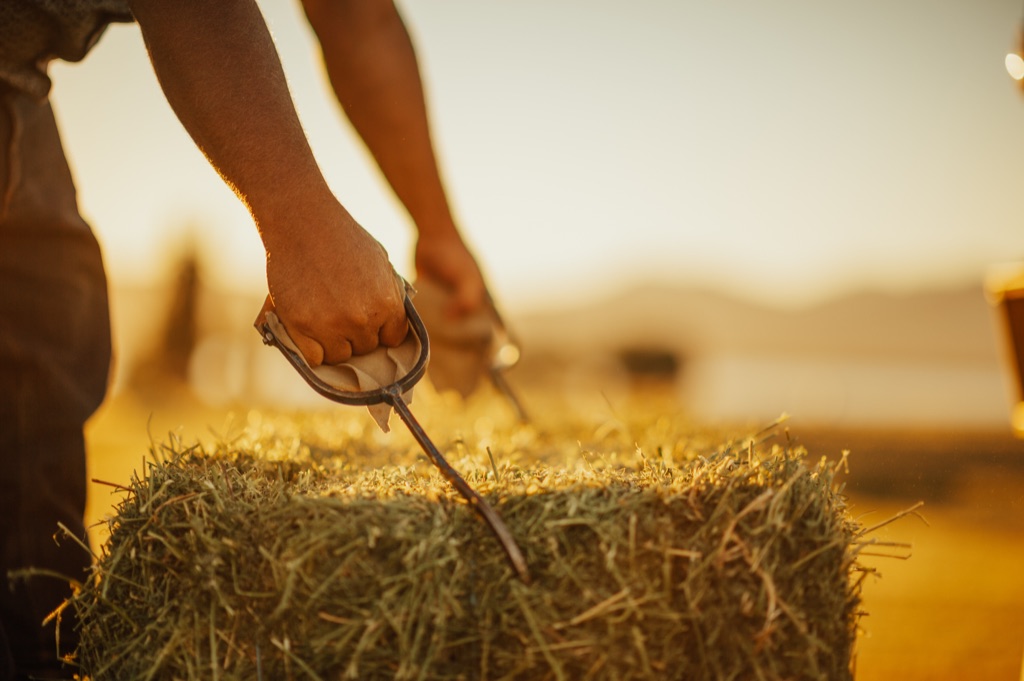 Hands using hay hooks to lift a small alfalfa bale at golden hour