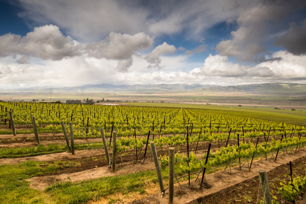 Hillside vineyard rows in spring overlooking California valley farmland under dramatic clouds