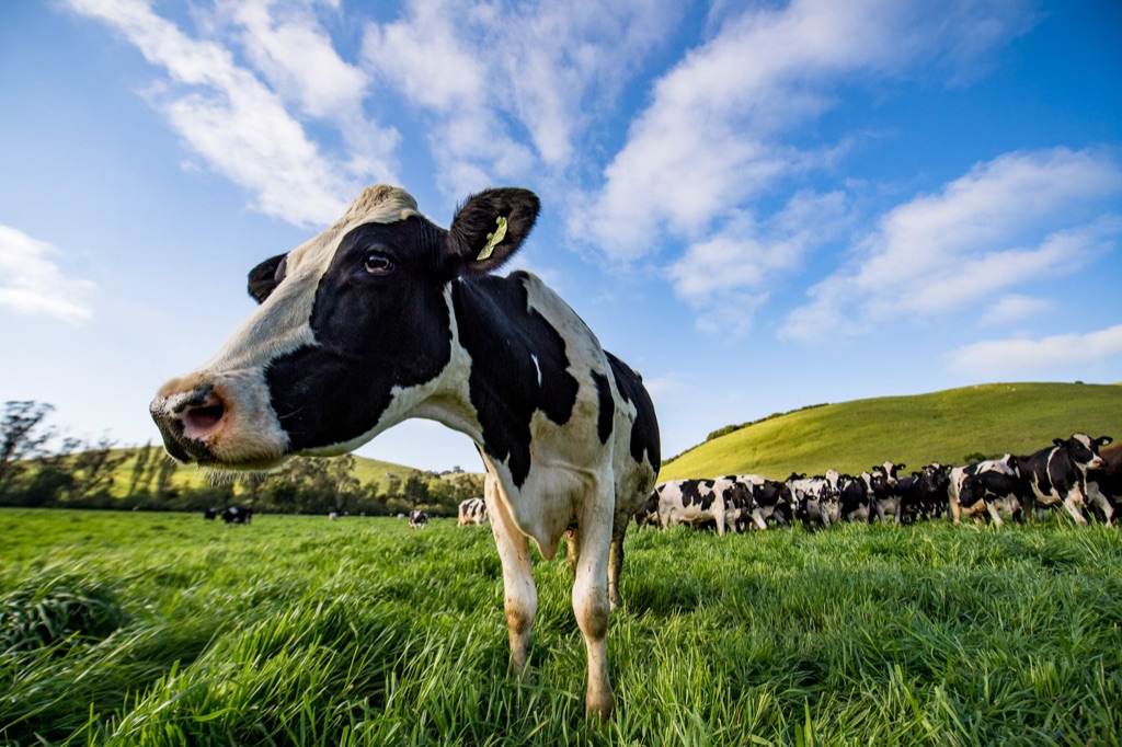 Wide angle of a Holstein dairy cow in tall pasture grass with the herd and green hills behind