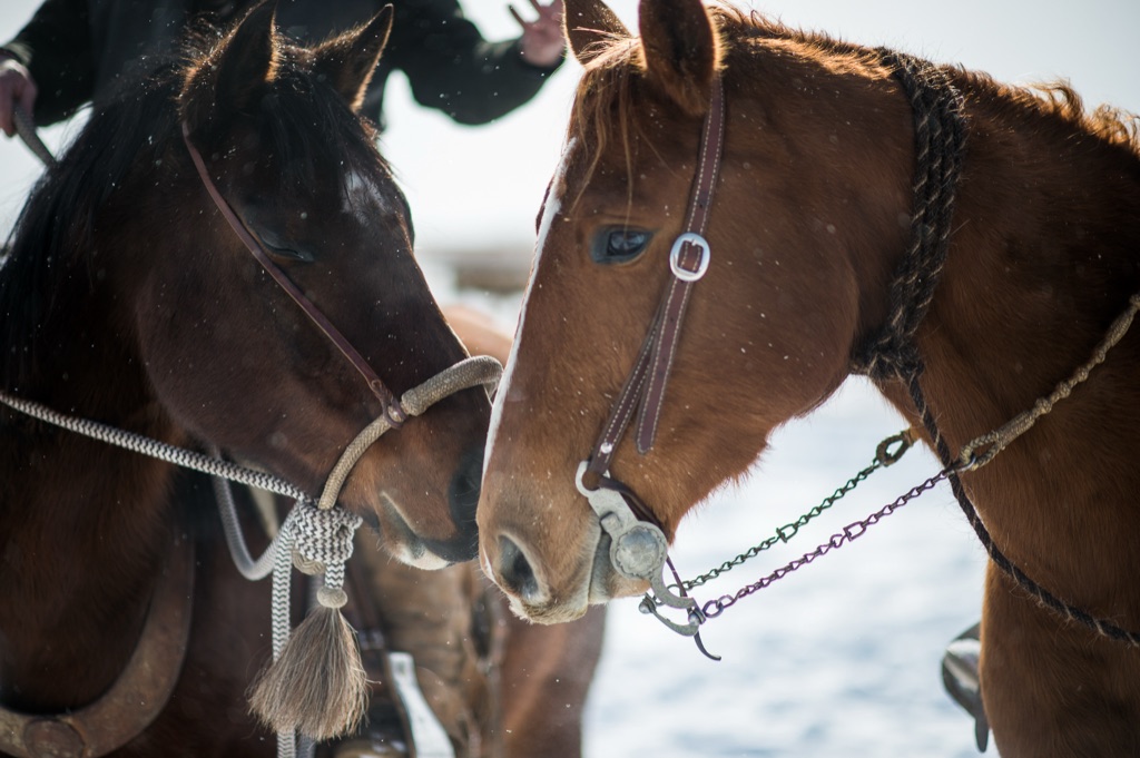 Two horses standing nose to nose in falling snow