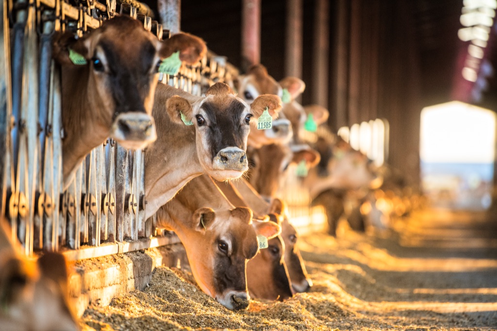 Jersey cows reaching through the feed rail in warm barn light, one looking into the camera