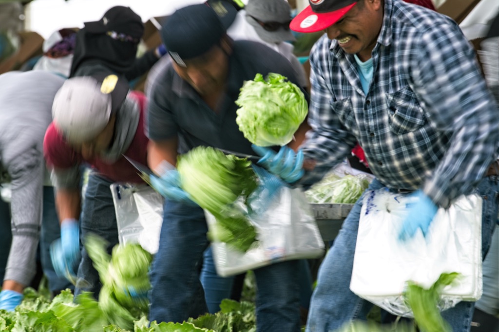 Lettuce harvest crew bagging iceberg heads in the field, a worker laughing mid motion