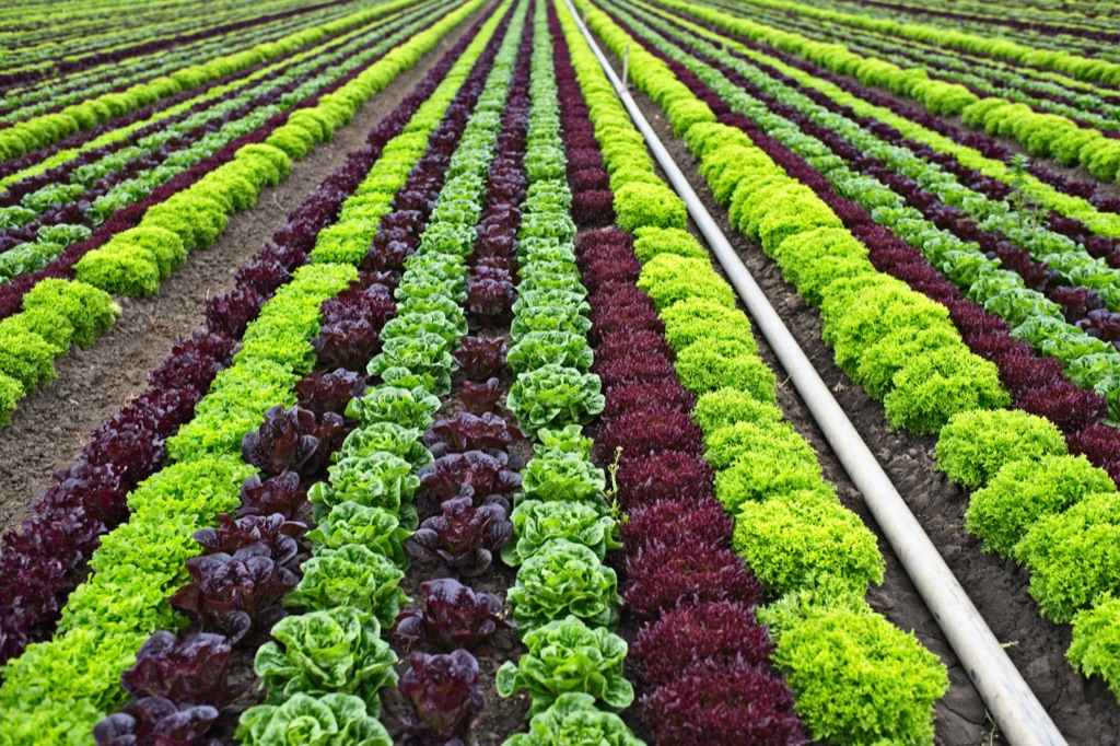 Alternating rows of green and red leaf lettuce with an irrigation line running through
