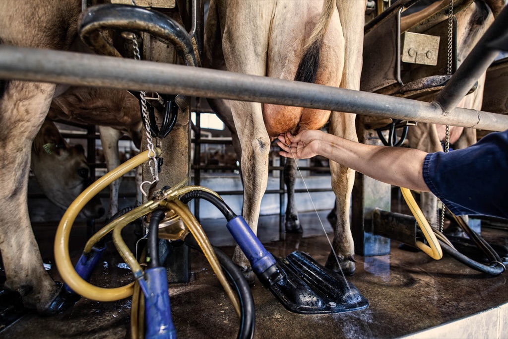 Dairyman hand stripping a Jersey cow in the milking parlor before attaching the milker