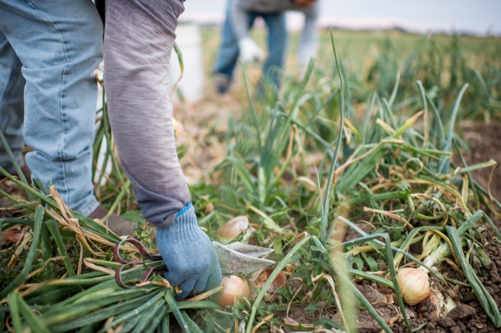 Field crew clipping onion tops by hand during the onion harvest