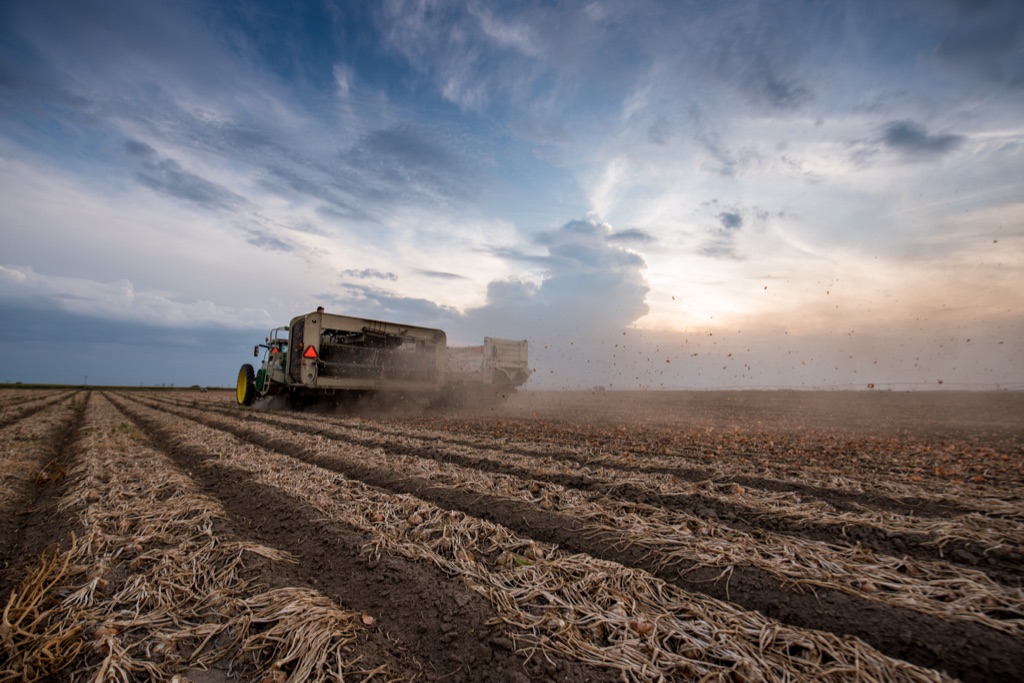 Onion harvester working windrowed rows under a dramatic evening sky