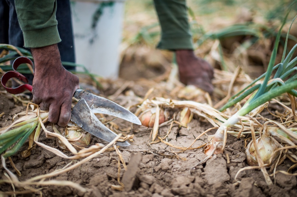Closeup of a worker's hand with harvest shears clipping an onion at ground level