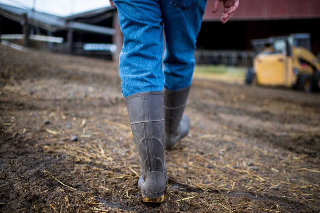 Rubber ranch boots walking through a muddy barnyard toward the dairy barn
