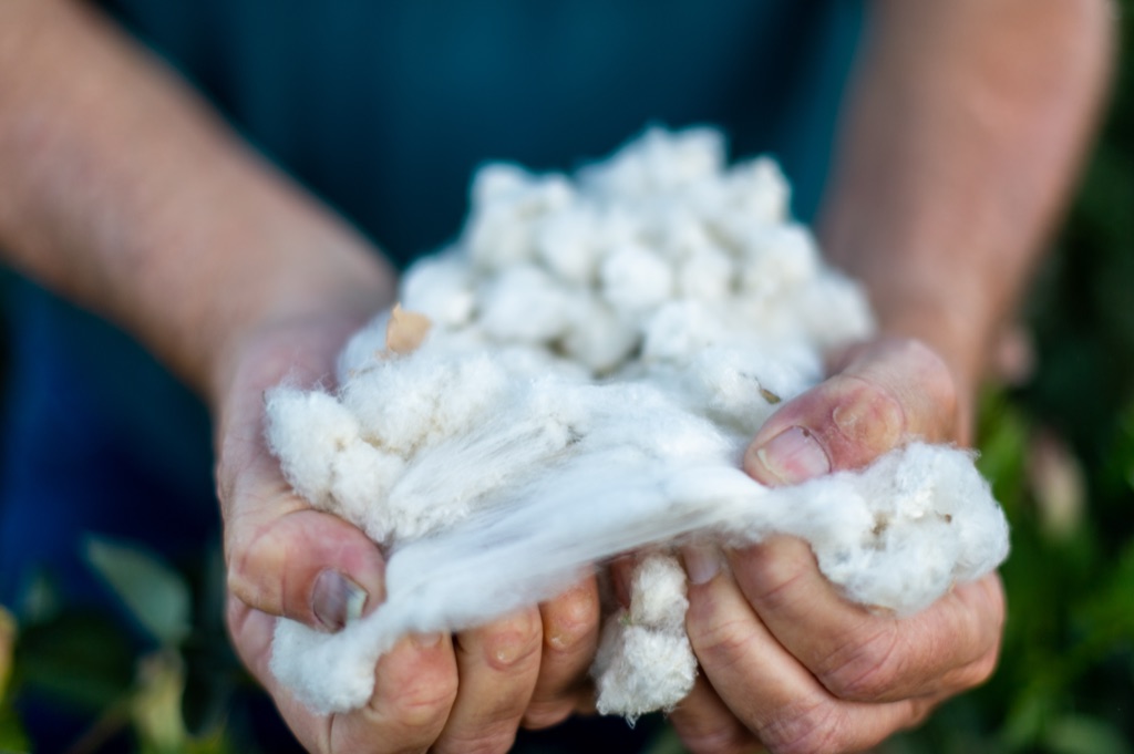 Weathered hands pulling apart a handful of raw cotton