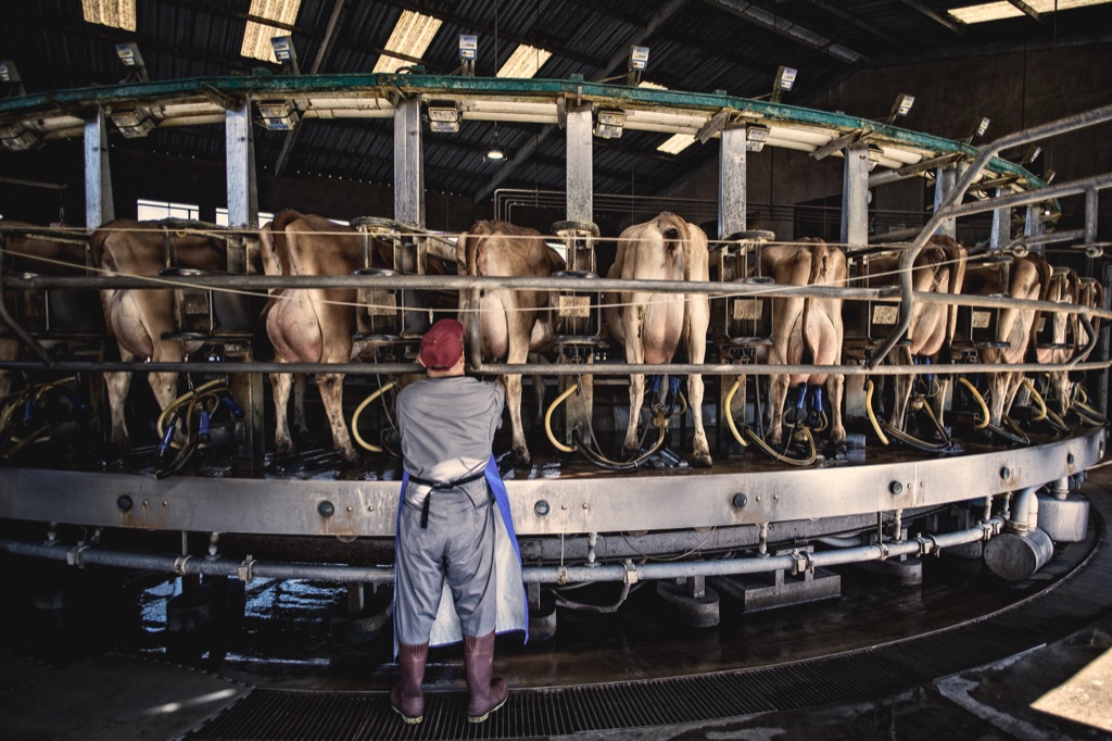 Worker tending Jersey cows on a rotary milking carousel