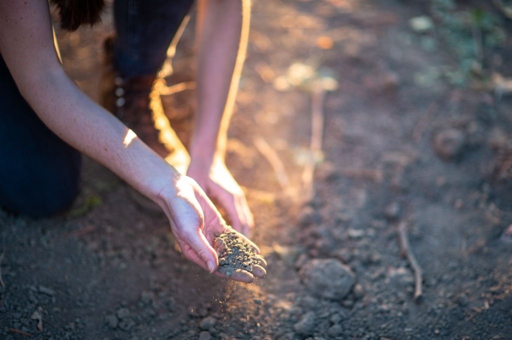 Kneeling farmer crumbling a handful of soil in golden backlight