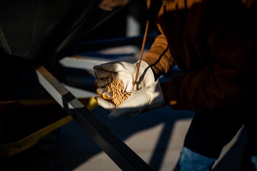 Gloved hands cupping soybean seed in a dramatic shaft of light at the grain drill