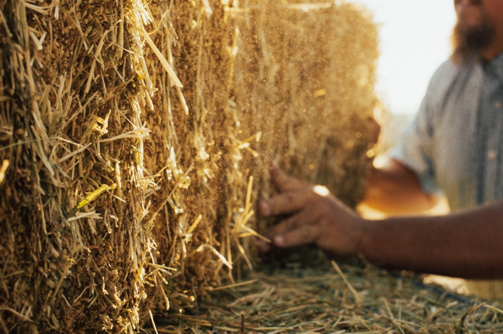 Rancher stacking hay bales in golden light with hay dust sparkling in the air