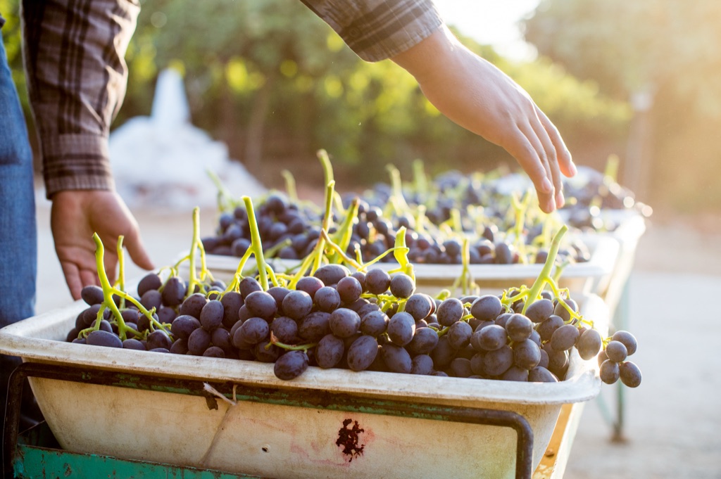 Hands over field bins of freshly harvested black table grapes in golden light