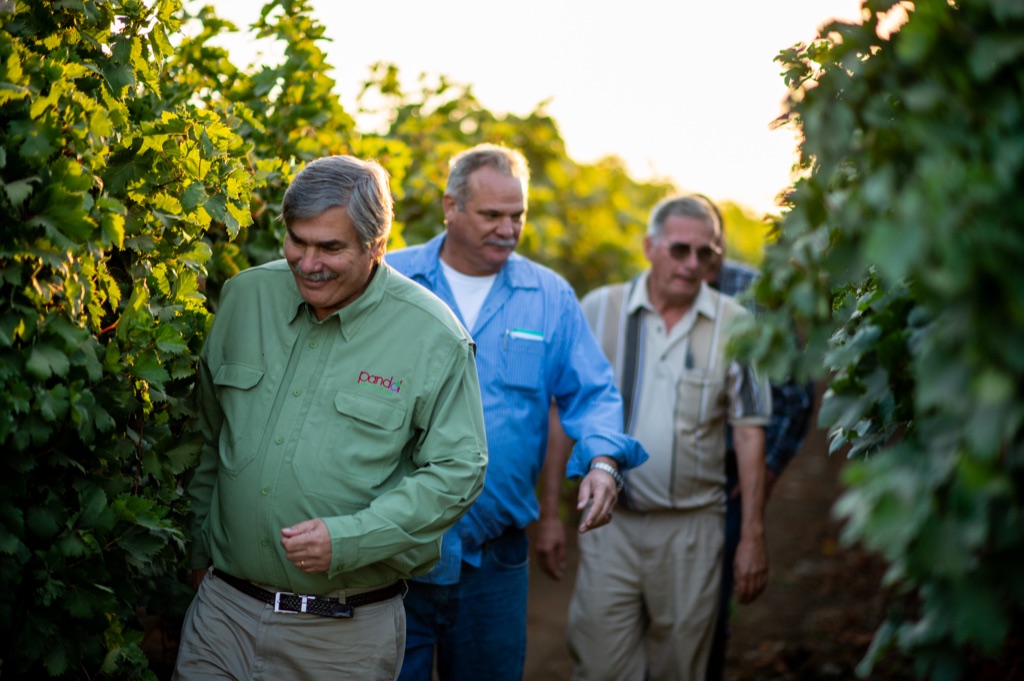 Three Pandol table grape growers walking a vineyard row at golden hour