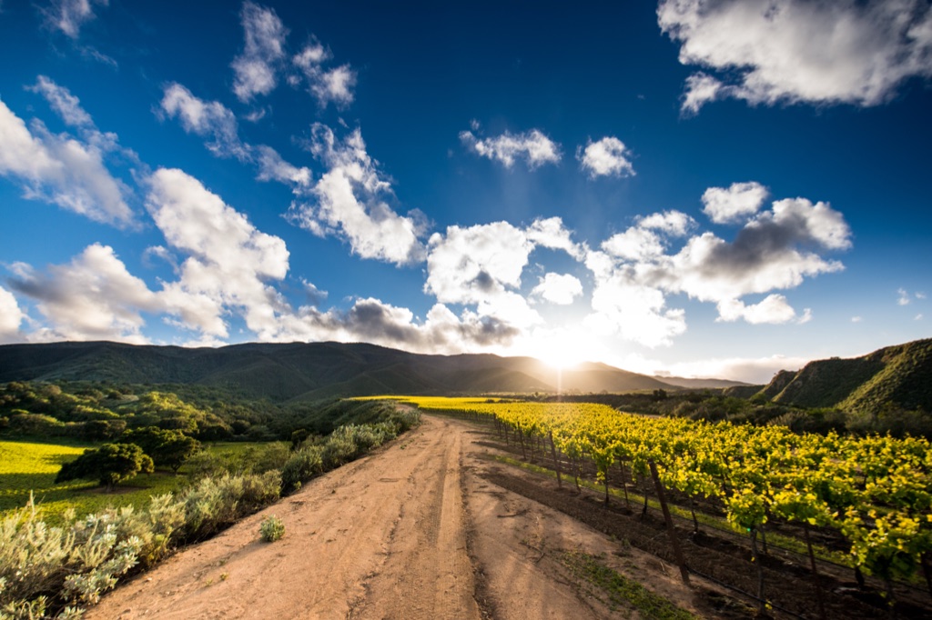 Dirt ranch road between hillside vineyards at sunrise with mountains beyond