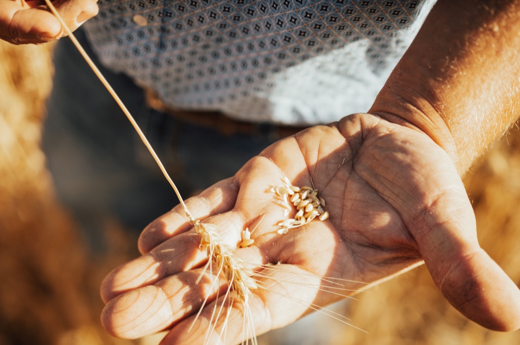 Farmer's open palm holding threshed wheat kernels and chaff, a wheat head in the other hand, photographed by Dawn Heumann